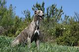 GREYHOUND 078